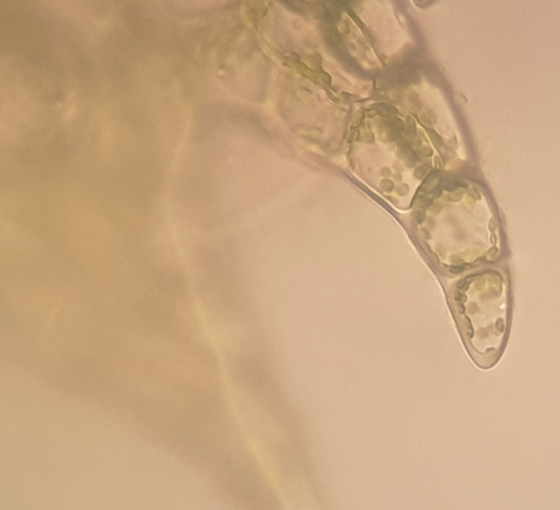 Fuscocephaloziopsis macrostachya var. macrostachya